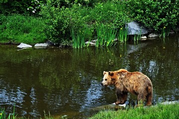 Bear by the pond