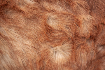 a piece of furry skin of an animal