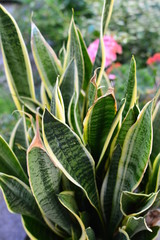 plant in the garden