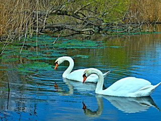 Czech Republic-view on the swans in water