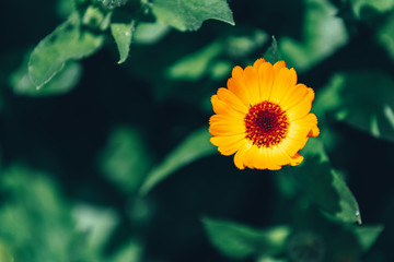 Marigold, ruddles (Calendula officinalis), close up, toned photo.