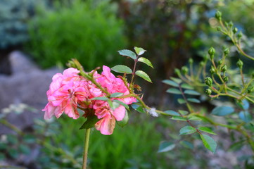 Obraz premium flowers in the garden