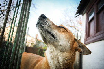 Red dog that is proud of itself