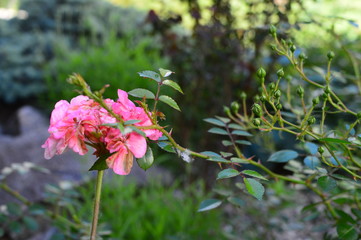 Obraz premium flowers in the garden