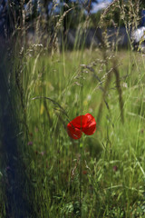 red poppy in field