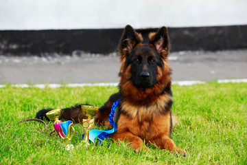 Dog breed German Shepherd