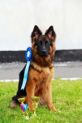 Dog breed German Shepherd