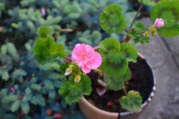 flowers in the garden