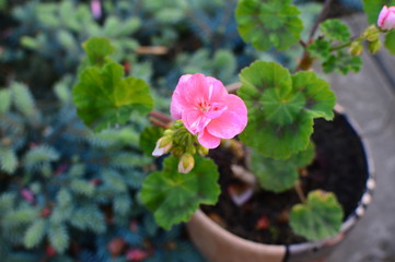 flowers in the garden