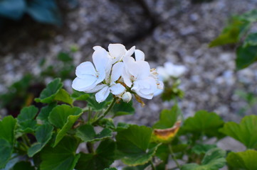 flowers in the garden