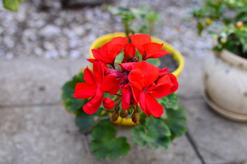red flowers in the garden