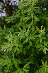 background of green leaves