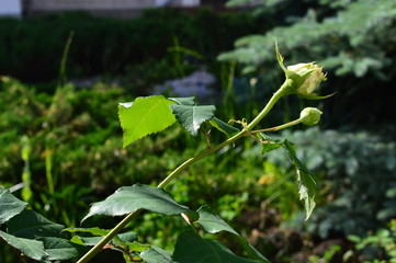 green leaves background