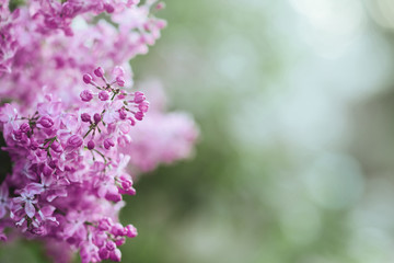 Blossoming purple lilacs in the spring. Selective soft focus, shallow depth of field. Blurred image, spring background.