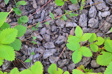 green leaves background