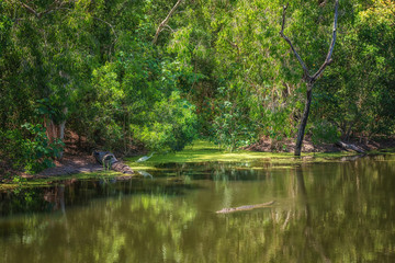 Fototapeta na wymiar Tropical jungle and their inhabitants near Wangetti, Queensland, Australia