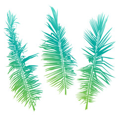 Fototapeta premium Palm tree branches on white background. Vector illustration.