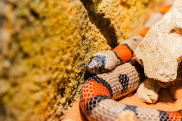 background with snake coiled between stones