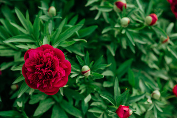 Pion. Spring concept. red flower for background