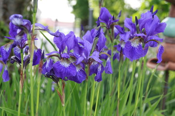 lila iris