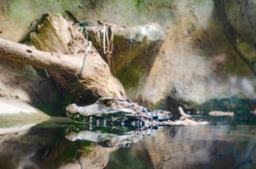 caiman putting its head out of the water