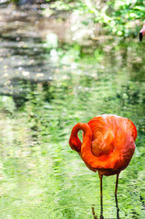 pink flamingo cleaning its feathers