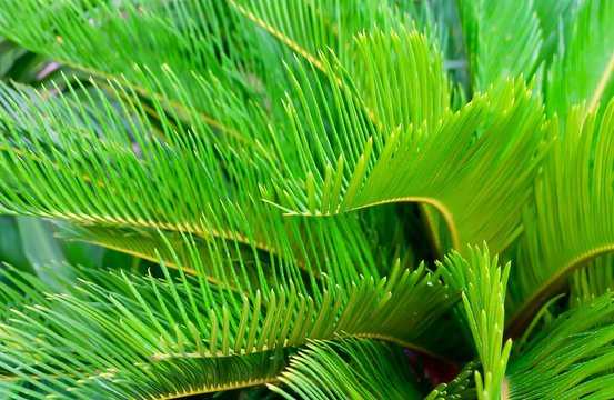 Exotic Cycad Palm Tree in A Garden