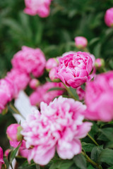 Pink peonies in the garden. Blooming pink peony. Closeup of beautiful pink Peonie flower.