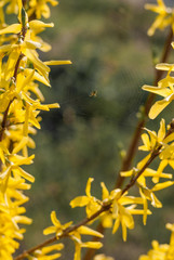 Spider building a net on forsythia branches
