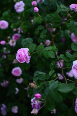 Fototapeta premium flower in the garden