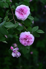 flower in the garden