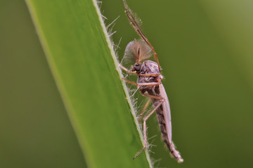 Mosquito (chironomidae) resting on the grass. Such insects are not able to harm humans.