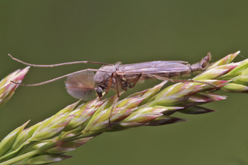 Mosquito (chironomidae) resting on the grass. Such insects are not able to harm humans.