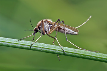 Mosquito resting on the grass. Male and female mosquitoes feed on nectar and plant juices, but many species of mosquitoes can suck the blood of animals.