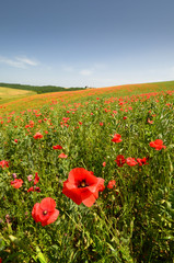 Beautiful field of red poppies near Pienza. Siena, Italy.