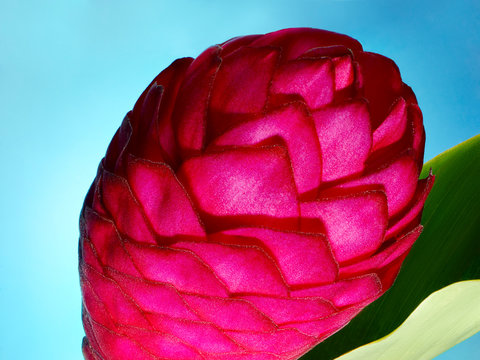 Close up of red and pink flower bud