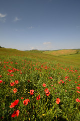 Beautiful field of red poppies near Pienza. Siena, Italy.