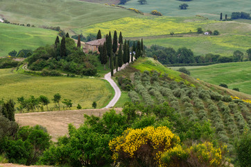 beautiful landscape of Tuscany in Italy, Podere Belvedere in Val d Orcia near Pienza with cypress, olive trees and yellow broom flowers on foreground - obrazy, fototapety, plakaty