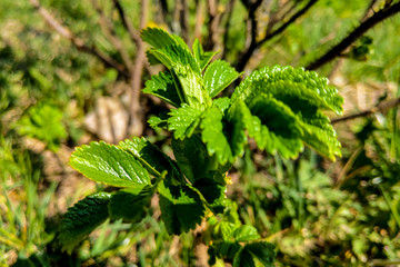 Young green leaves of wild rose, nature background.