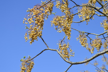 spring petals on tree branches