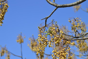spring petals on tree branches