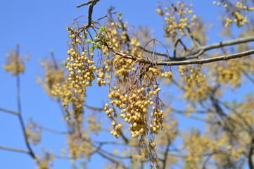 spring petals on tree branches