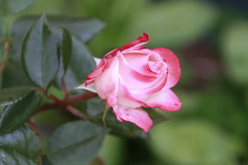 aufgehende rosenknospe