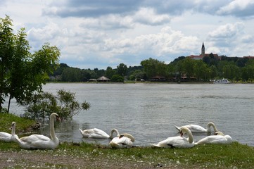 Swans on the banks of the river
