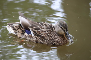 duck in the water