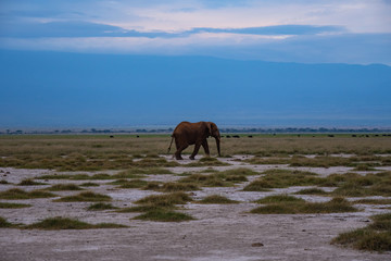 Elephant family roaming in Amboseli National Park, Kenya 