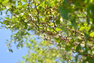 spring petals on tree branches