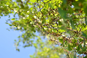 spring petals on tree branches