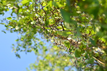 spring petals on tree branches