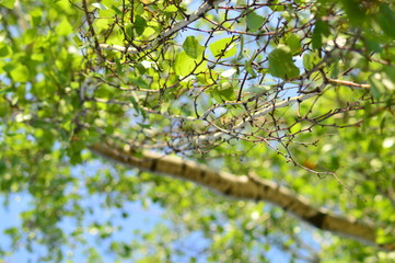 spring petals on tree branches